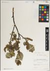 Foto von Salix karelinii Turcz. ex Stschegl.